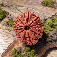 11 (Eleven) Mukhi Rudraksha From Nepal - 23 mm