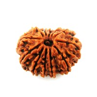 12 (Twelve) Mukhi Rudraksha - Nepal