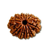13 (Thirteen) Mukhi Rudraksha - Nepal