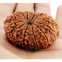 14 (Fourteen) Mukhi Rudraksha - Nepal