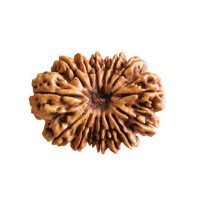 15 (Fifteen) Mukhi Rudraksha - Nepal
