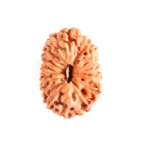 16 (Sixteen) Mukhi Rudraksha - Java