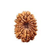 16 (Sixteen) Mukhi Rudraksha - Nepal