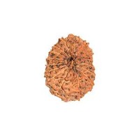 17 (Seventeen) Mukhi Rudraksha - Java