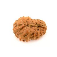 18 (Eighteen) Mukhi Rudraksha - Java
