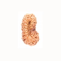 19 (Nineteen) Mukhi Rudraksha - Java