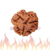 3 (Three) Mukhi Rudraksha