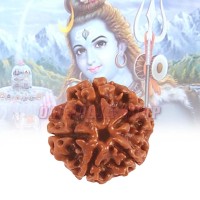 5 (Five) Mukhi Rudraksha