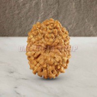 12 (Twelve) Mukhi Rudraksha - Java