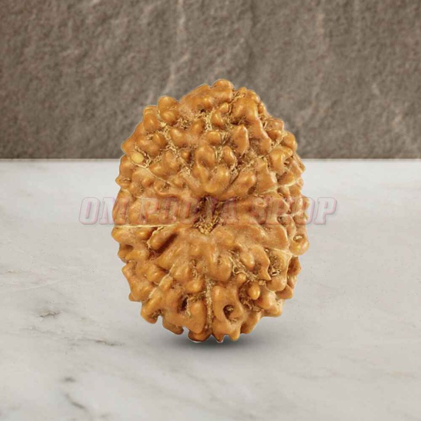12 (Twelve) Mukhi Rudraksha - Java