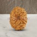 12 (Twelve) Mukhi Rudraksha - Java