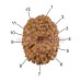 12 (Twelve) Mukhi Rudraksha - Java