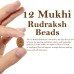 12 (Twelve) Mukhi Rudraksha - Java