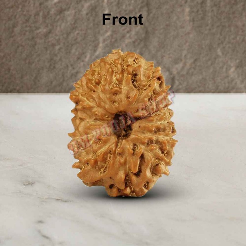 13 (Thirteen) Mukhi Rudraksha - Java
