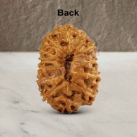 15 (Fifteen) Mukhi Rudraksha - Java