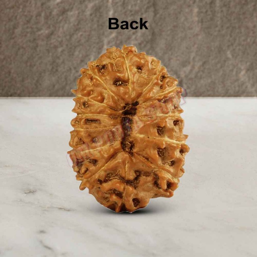 15 (Fifteen) Mukhi Rudraksha - Java