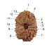 13 (Thirteen) Mukhi Rudraksha - Java
