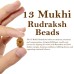 13 (Thirteen) Mukhi Rudraksha - Java