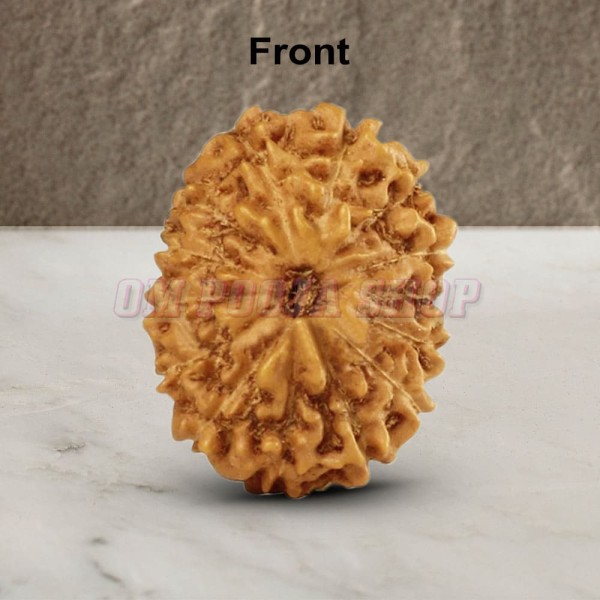 14 (Fourteen) Mukhi Rudraksha - Java