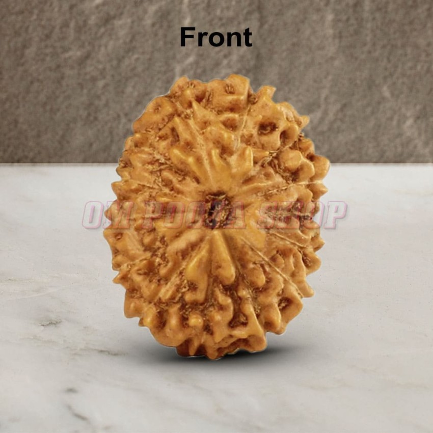 14 (Fourteen) Mukhi Rudraksha - Java