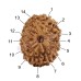 14 (Fourteen) Mukhi Rudraksha - Java