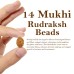 14 (Fourteen) Mukhi Rudraksha - Java