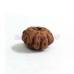 Original 6 Mukhi Java Rudraksha Bead Original 6 Mukhi Java Rudraksha Bead
