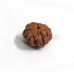 Original 6 Mukhi Java Rudraksha Bead Original 6 Mukhi Java Rudraksha Bead