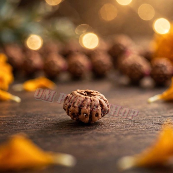 Original 6 Mukhi Java Rudraksha Bead