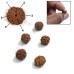 Original 6 Mukhi Java Rudraksha Bead Original 6 Mukhi Java Rudraksha Bead