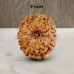 11 (Eleven) Mukhi Rudraksha - Java