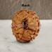 11 (Eleven) Mukhi Rudraksha - Java