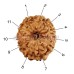 11 (Eleven) Mukhi Rudraksha - Java