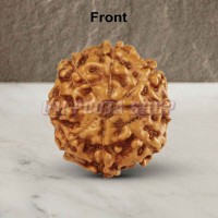 Eight Mukhi From Java Indonesia Rudraksha