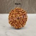 Eight Mukhi From Java Indonesia Rudraksha