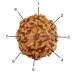 Eight Mukhi From Java Indonesia Rudraksha