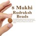 Eight Mukhi From Java Indonesia Rudraksha