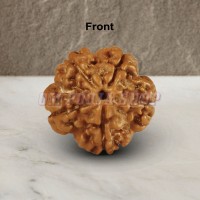 Five Mukhi From Java Indonesia Rudraksha