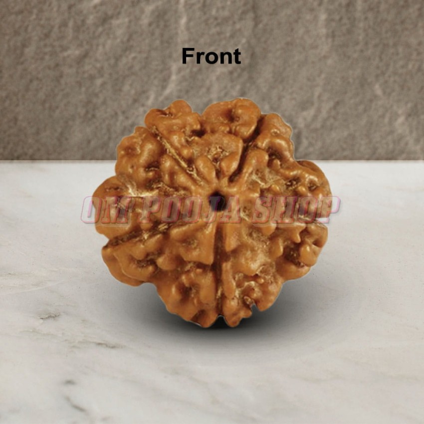 Five Mukhi From Java Indonesia Rudraksha