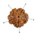 Five Mukhi From Java Indonesia Rudraksha