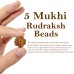 Five Mukhi From Java Indonesia Rudraksha