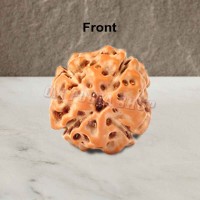 Four Mukhi From Java Indonesia Rudraksha