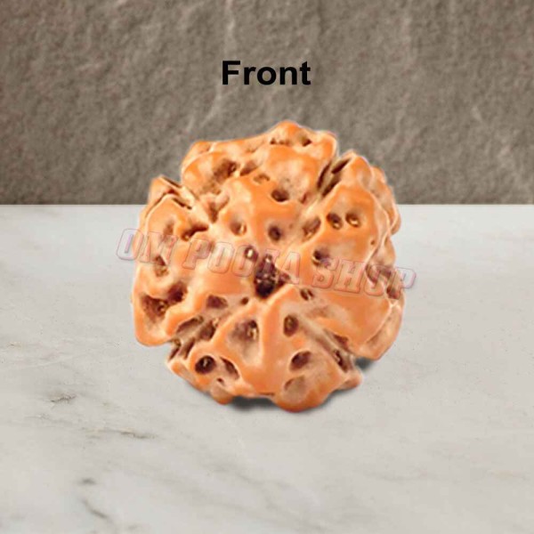 Four Mukhi From Java Indonesia Rudraksha