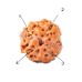 Four Mukhi From Java Indonesia Rudraksha