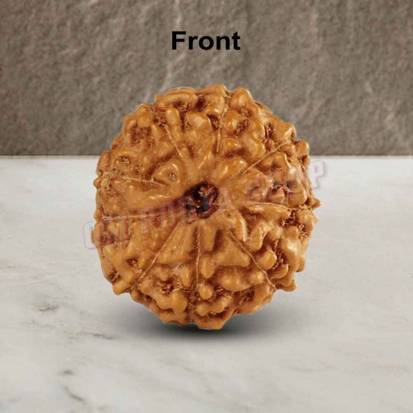 Nine Mukhi From Java Indonesia Rudraksha