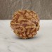 Nine Mukhi From Java Indonesia Rudraksha