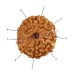 Nine Mukhi From Java Indonesia Rudraksha