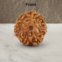 Seven Mukhi From Java Indonesia Rudraksha