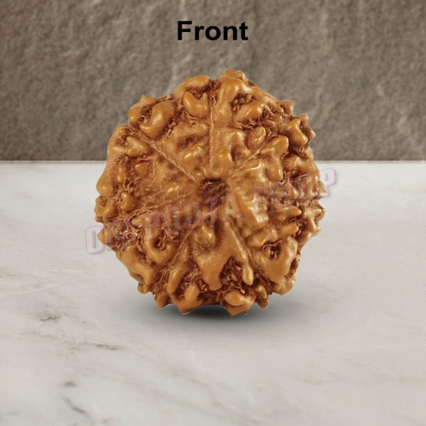Seven Mukhi From Java Indonesia Rudraksha