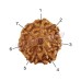 Seven Mukhi From Java Indonesia Rudraksha